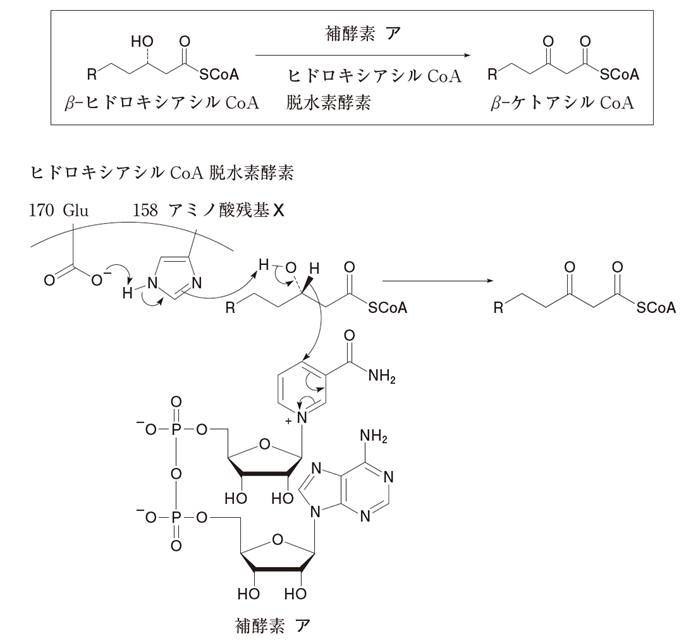 β酸化 β-ヒドロキシアシルCoAからβ-ケトアシルCoA 106回薬剤師国家試験問106